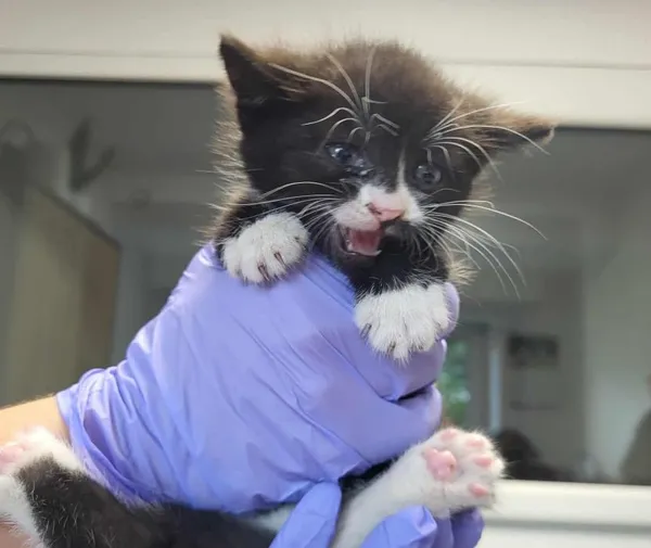 Znaleziono kota, Toruń, 21 lipca 2025