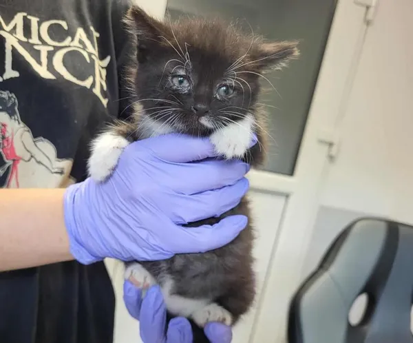 Znaleziono kota, Toruń, 21 lipca 2025