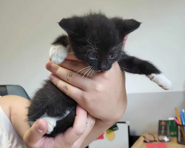 Znaleziono kota, Toruń, 21 lipca 2025