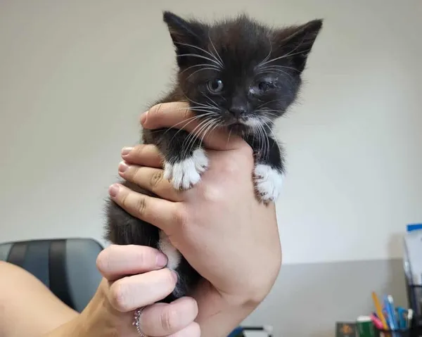 Znaleziono kota, Toruń, 21 lipca 2025