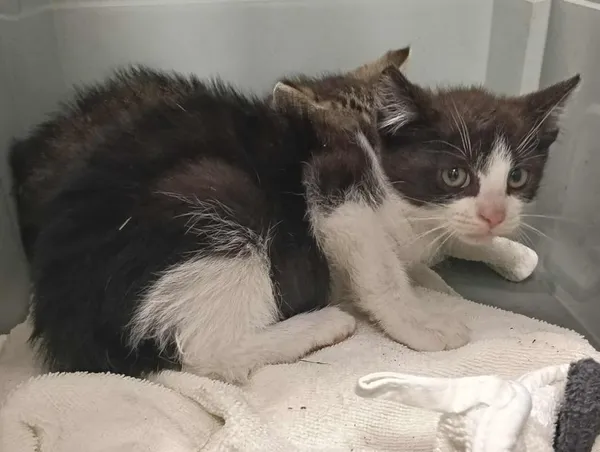 Znaleziono kota, Toruń, 20 lipca 2025