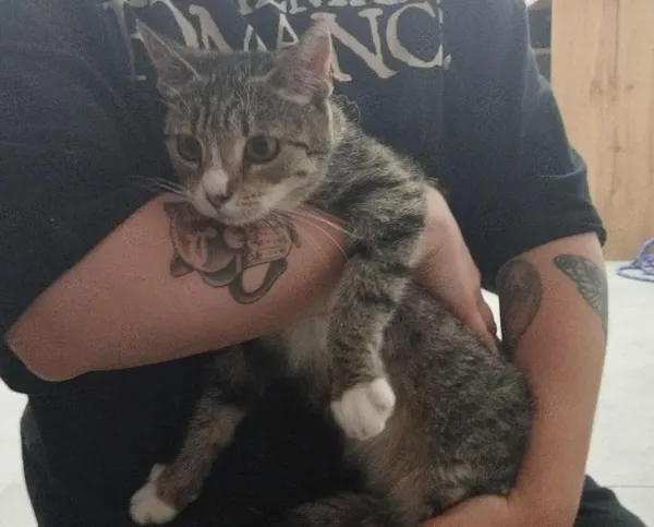 Znaleziono kota, Toruń, 20 lipca 2025