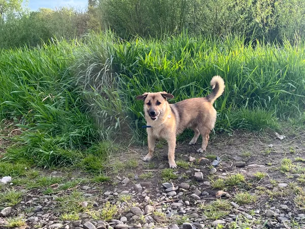 Zaginął pies, Radocza, 25 lipca 2025 (1/2)