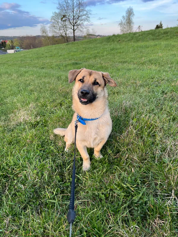 Zaginął pies, Radocza, 25 lipca 2025 (2/2)