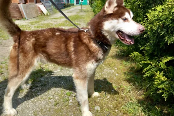 Pies do adopcji, Henrykowo, 29 maja 2025