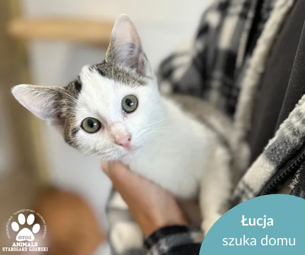 Kot do adopcji, Starogard Gdański, 8 października 2025 (1/2)