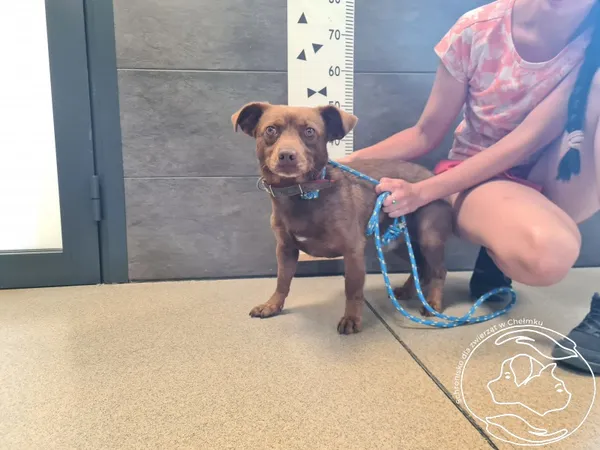 Znaleziono psa, Chełmek, 24 lipca 2025