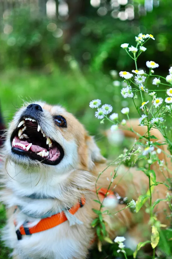 Pies do adopcji, Milanówek, 17 sierpnia 2025 (1/5)