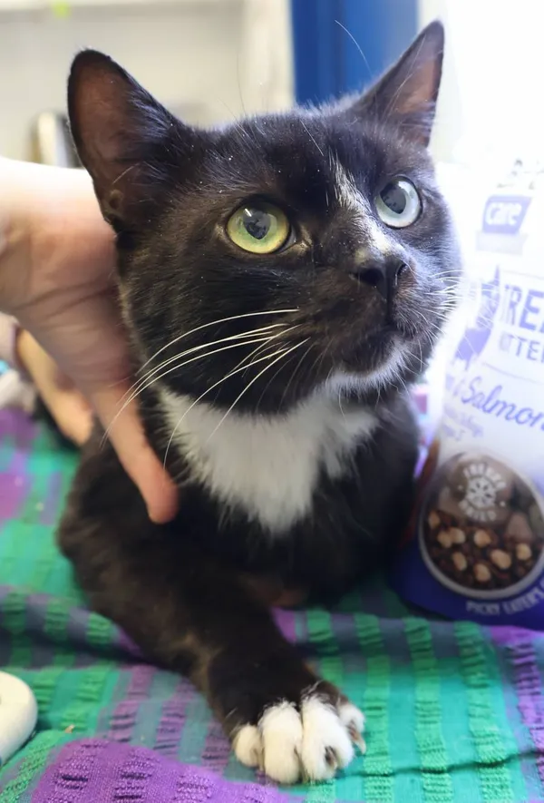 Znaleziono kota, Łódź, 23 lipca 2025 (2/2)