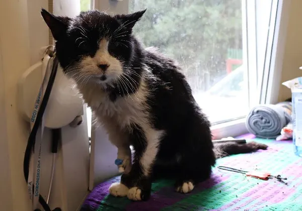 Znaleziono kota, Łódź, 23 lipca 2025 (1/2)