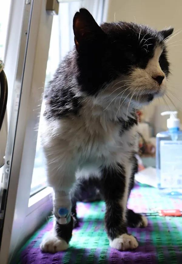 Znaleziono kota, Łódź, 23 lipca 2025 (2/2)