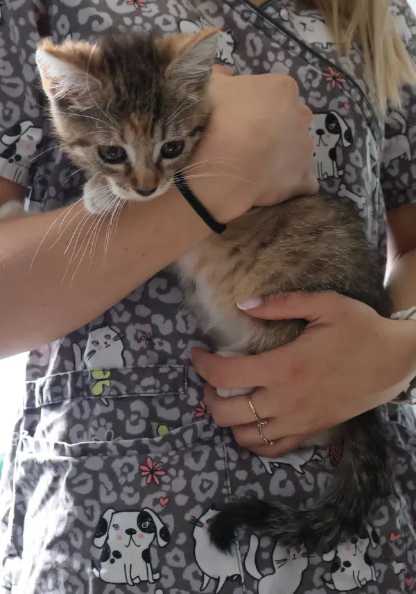 Znaleziono kota, Łódź, 23 lipca 2025 (1/3)