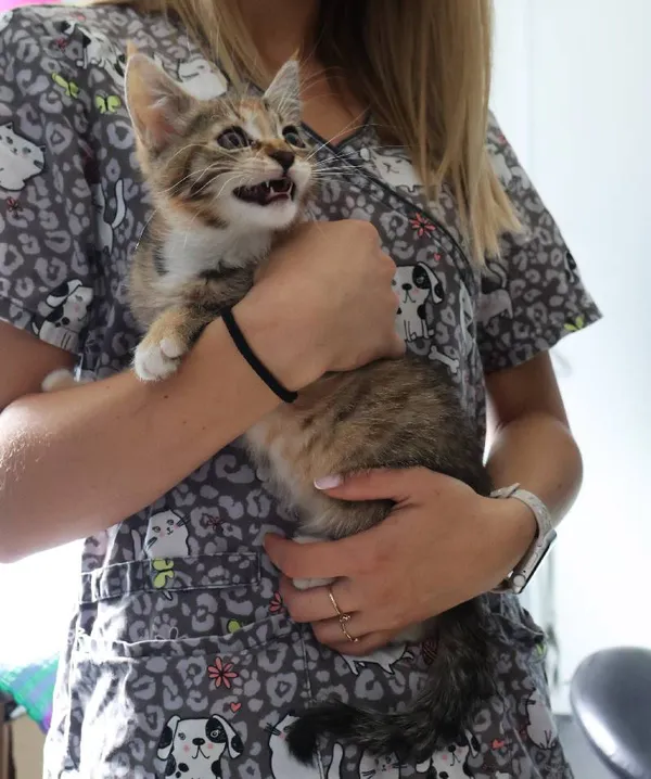 Znaleziono kota, Łódź, 23 lipca 2025 (3/3)