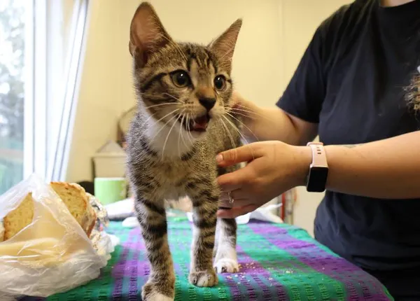 Znaleziono kota, Łódź, 23 lipca 2025 (1/2)