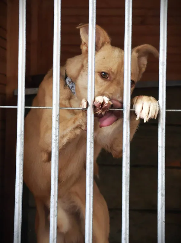 Znaleziono psa, Łódź, 23 lipca 2025 (3/5)