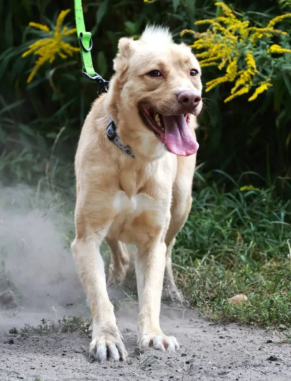 Znaleziono psa, Łódź, 23 lipca 2025 (5/5)