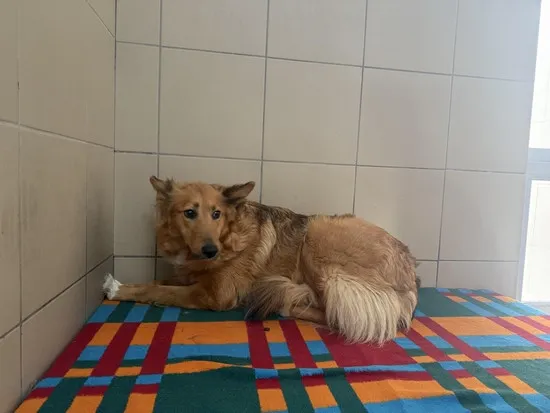 Pies do adopcji, Kraków, 8 lipca 2025