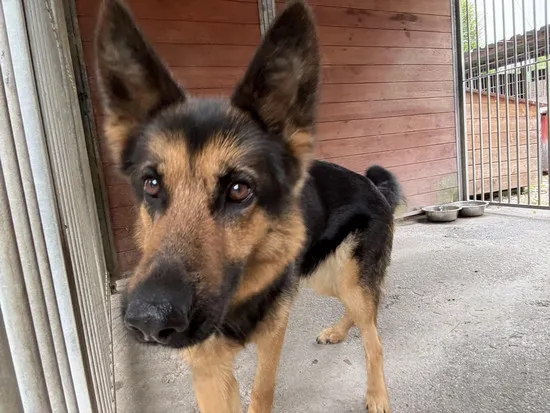 Pies do adopcji, Kraków, 9 lipca 2025