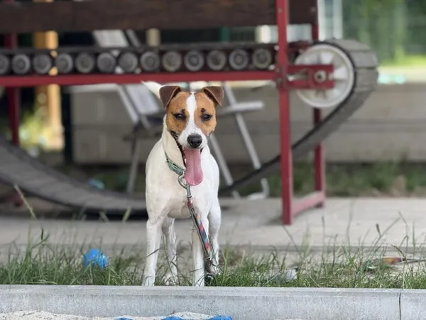 Pies do adopcji, Kraków, 10 lipca 2025