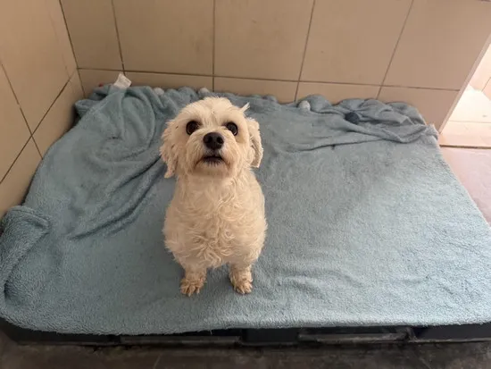 Pies do adopcji, Kraków, 10 lipca 2025