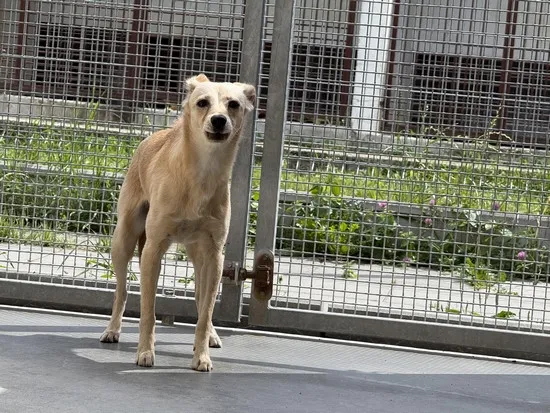 Pies do adopcji, Kraków, 10 lipca 2025