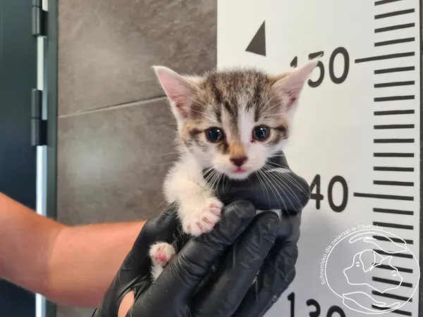 Znaleziono kota, Chełmek, 22 lipca 2025