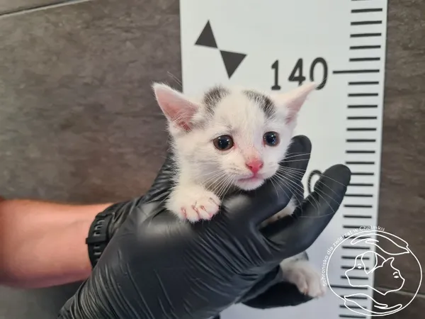 Znaleziono kota, Chełmek, 22 lipca 2025