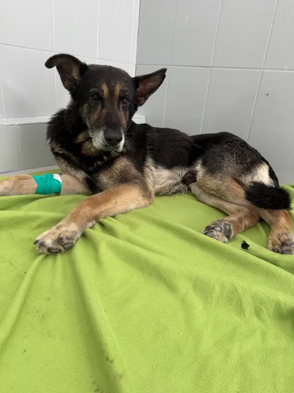 Znaleziono psa, Czartki, 23 lipca 2025