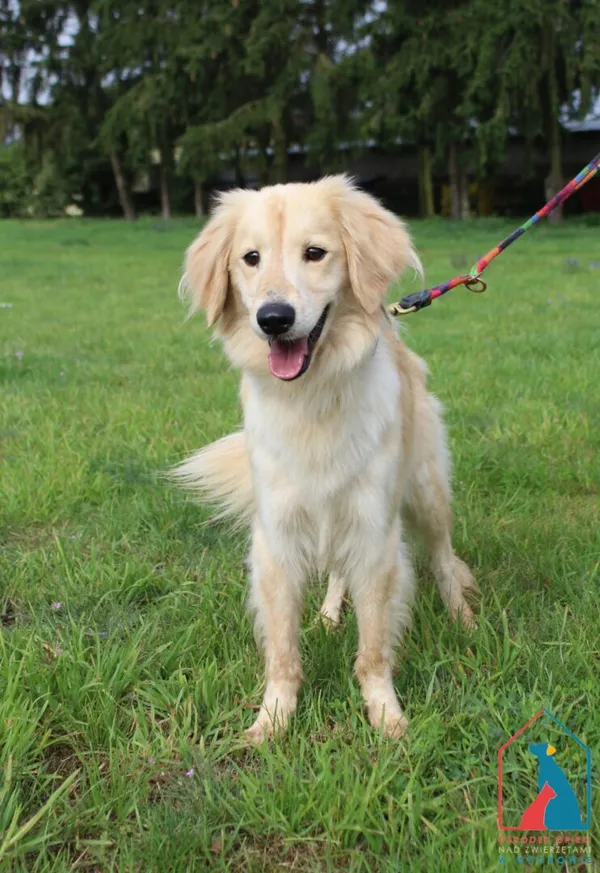 Pies do adopcji, Grudziądz, 18 lipca 2025