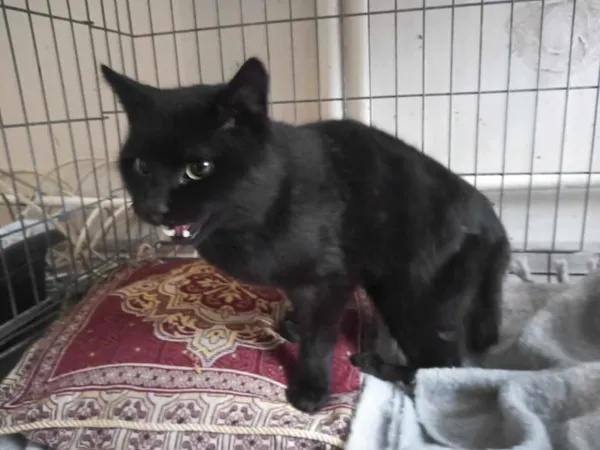 Znaleziono kota, Toruń, 23 lipca 2025