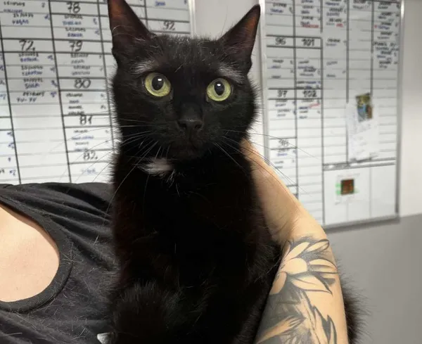 Znaleziono kota, Toruń, 23 lipca 2025