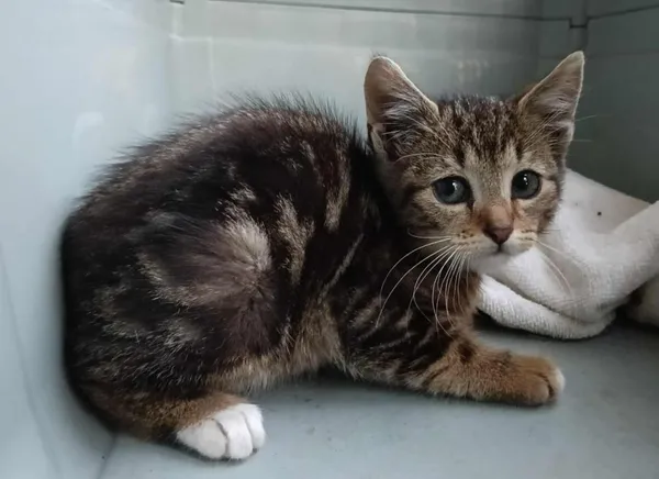 Znaleziono kota, Toruń, 22 lipca 2025