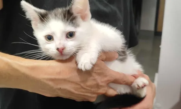 Znaleziono kota, Toruń, 22 lipca 2025