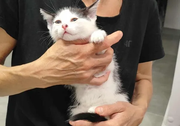 Znaleziono kota, Toruń, 22 lipca 2025