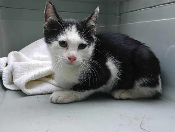 Znaleziono kota, Toruń, 21 lipca 2025