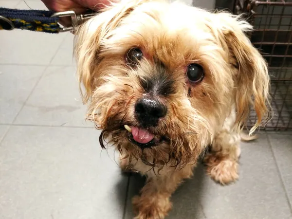 Znaleziono psa, Bydgoszcz, 24 lipca 2025