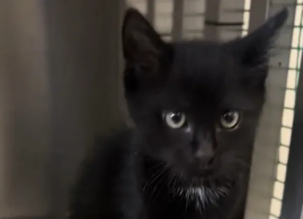 Kot do adopcji, Radom, 23 lipca 2025