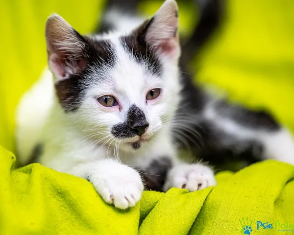 Kot do adopcji, Racławice, 20 lipca 2025 (1/5)