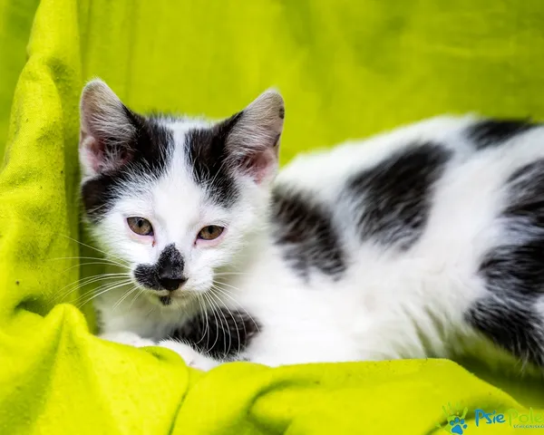 Kot do adopcji, Racławice, 20 lipca 2025 (2/5)