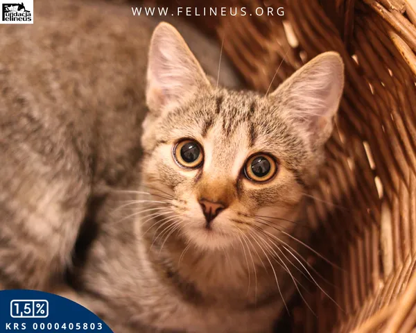 Kot do adopcji, Malawa, 25 lipca 2025 (1/6)