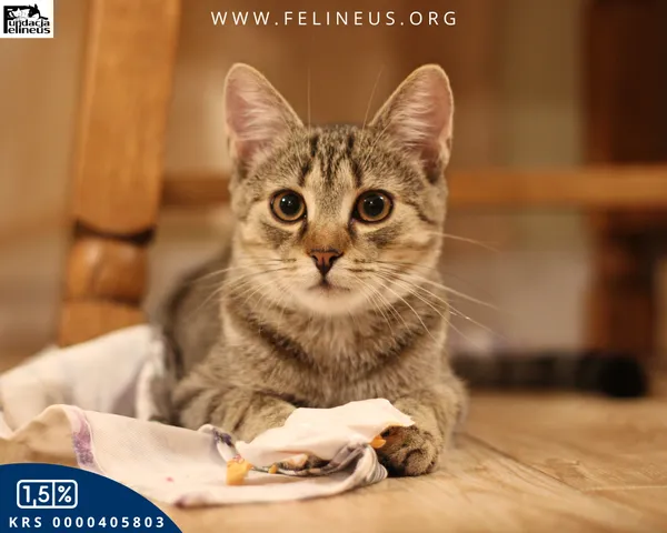 Kot do adopcji, Malawa, 25 lipca 2025 (2/6)