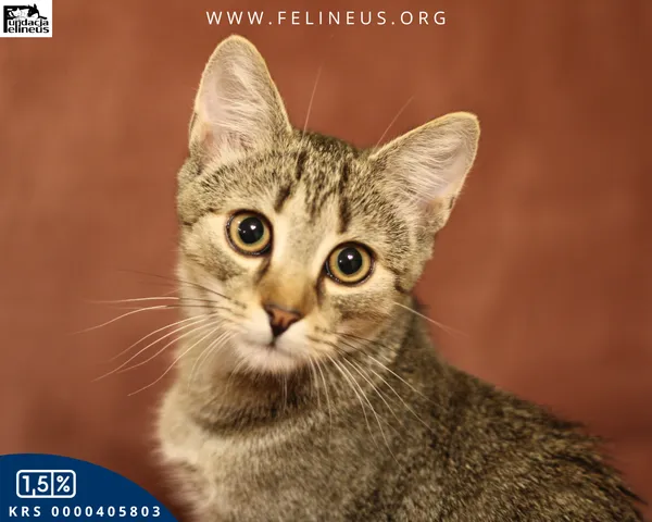 Kot do adopcji, Malawa, 25 lipca 2025 (3/6)