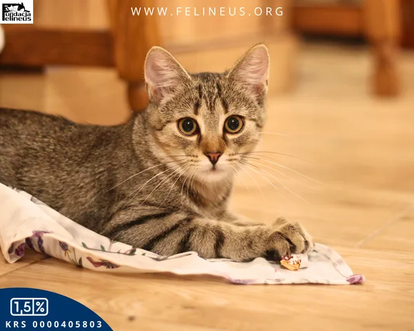 Kot do adopcji, Malawa, 25 lipca 2025 (4/6)