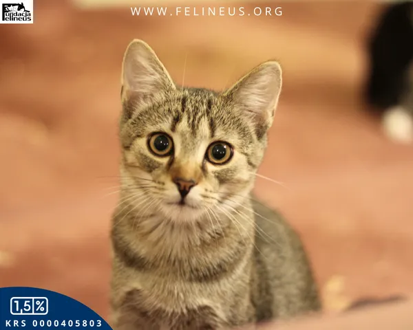 Kot do adopcji, Malawa, 25 lipca 2025 (5/6)