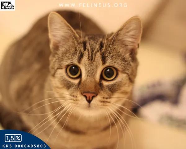 Kot do adopcji, Malawa, 25 lipca 2025 (1/6)