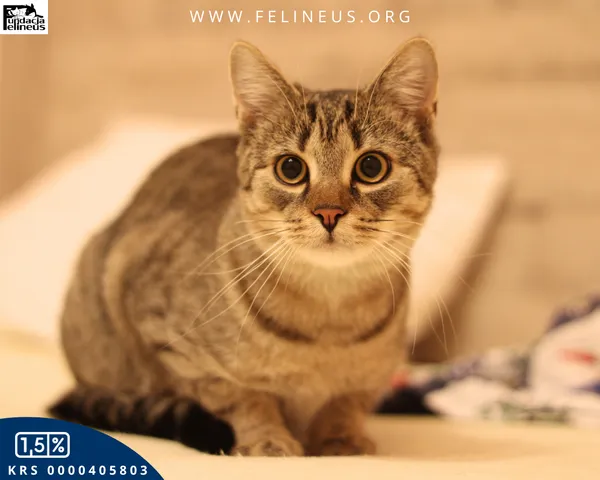 Kot do adopcji, Malawa, 25 lipca 2025 (3/6)