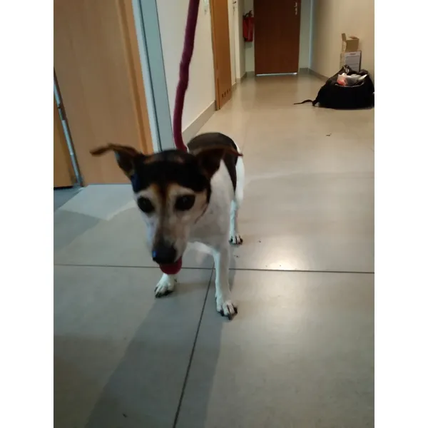 Znaleziono psa, Białystok, 24 lipca 2025