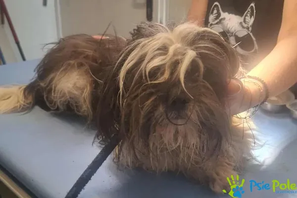 Pies do adopcji, Racławice, 18 lipca 2025 (1/4)