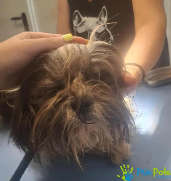 Pies do adopcji, Racławice, 18 lipca 2025 (2/4)