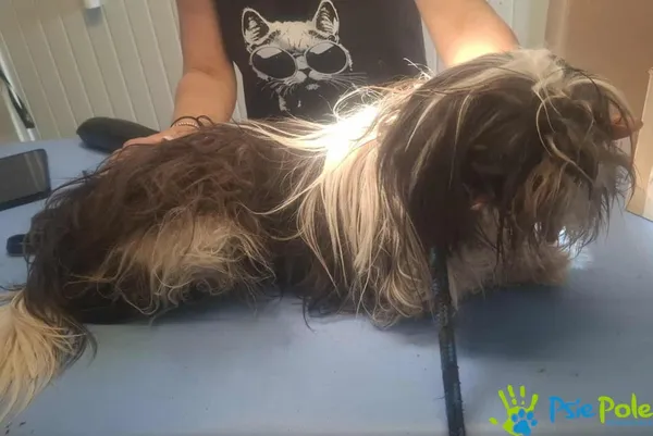 Pies do adopcji, Racławice, 18 lipca 2025 (3/4)